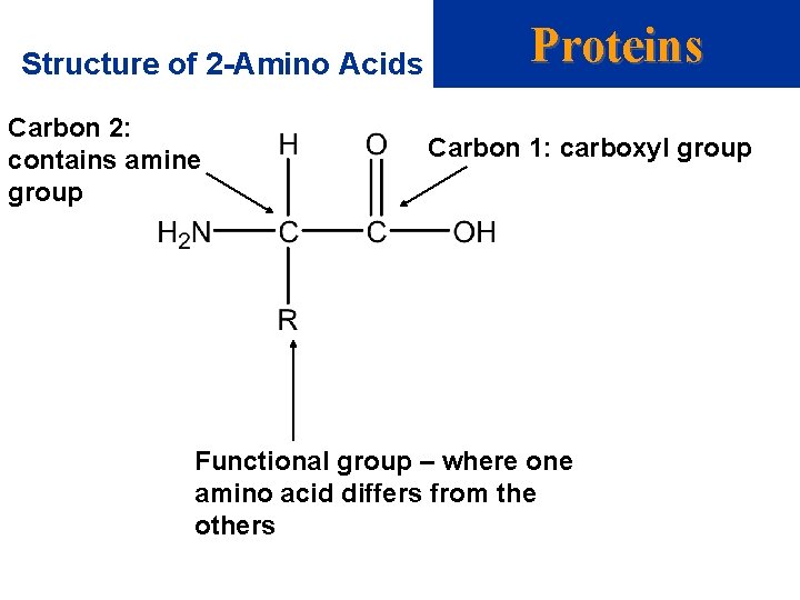 Structure of 2 -Amino Acids Carbon 2: contains amine group Proteins Carbon 1: carboxyl