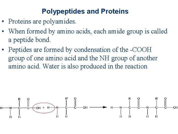 Polypeptides and Proteins • Proteins are polyamides. • When formed by amino acids, each