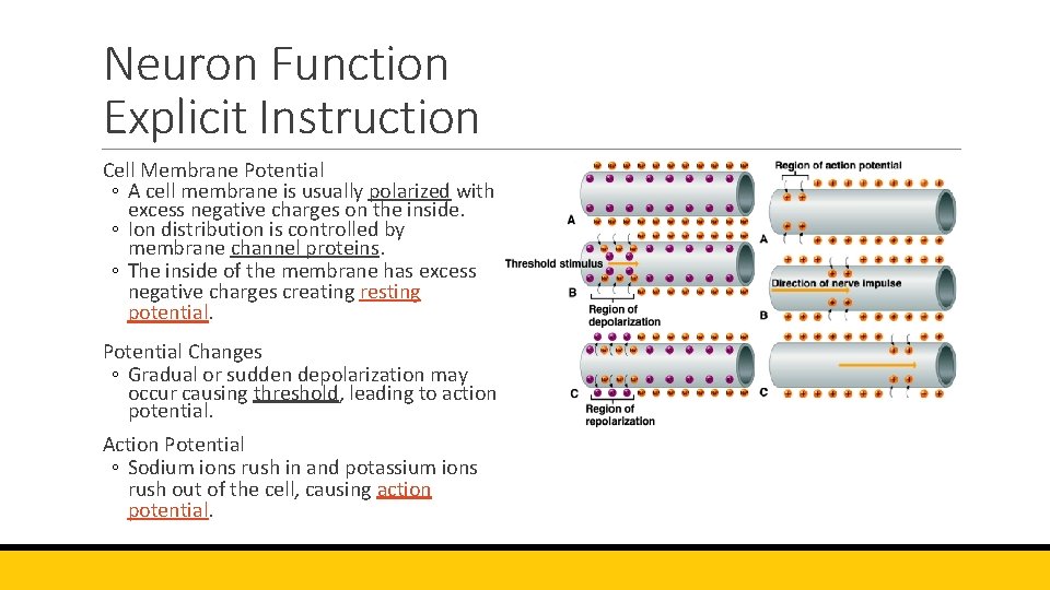 Neuron Function Explicit Instruction Cell Membrane Potential ◦ A cell membrane is usually polarized