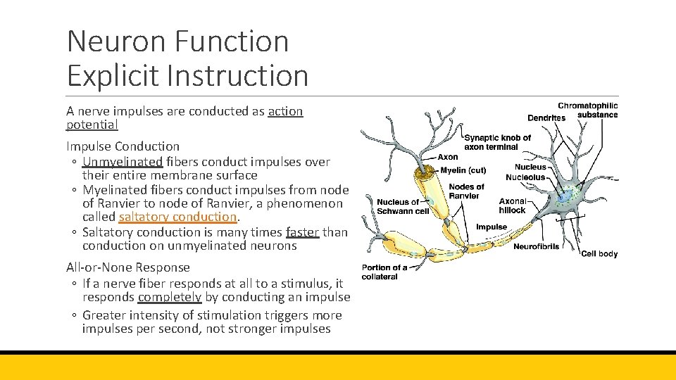 Neuron Function Explicit Instruction A nerve impulses are conducted as action potential Impulse Conduction