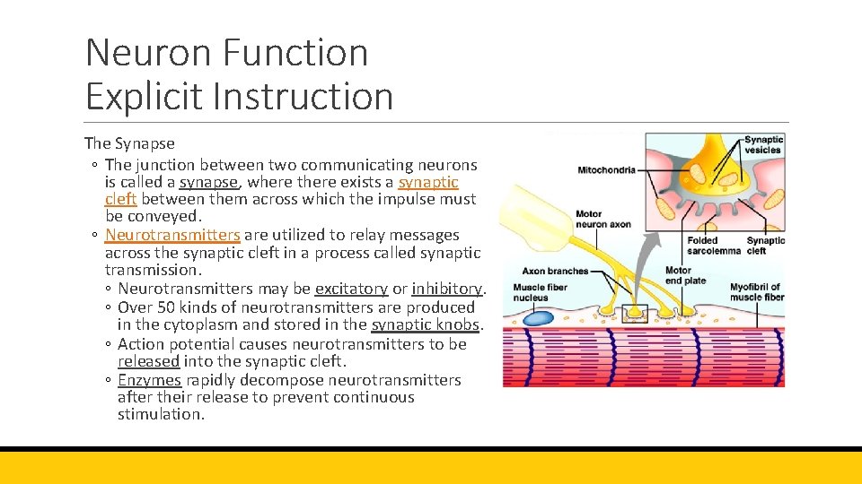 Neuron Function Explicit Instruction The Synapse ◦ The junction between two communicating neurons is