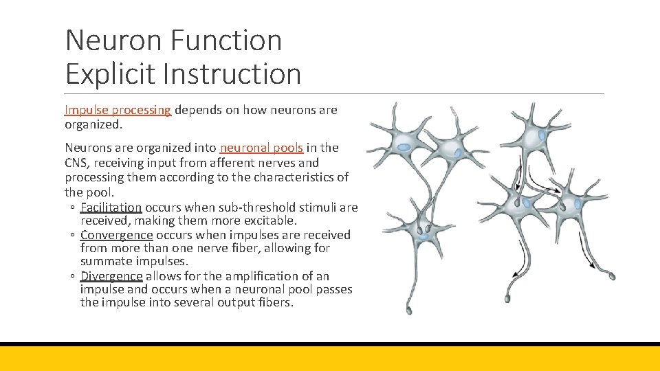 Neuron Function Explicit Instruction Impulse processing depends on how neurons are organized. Neurons are