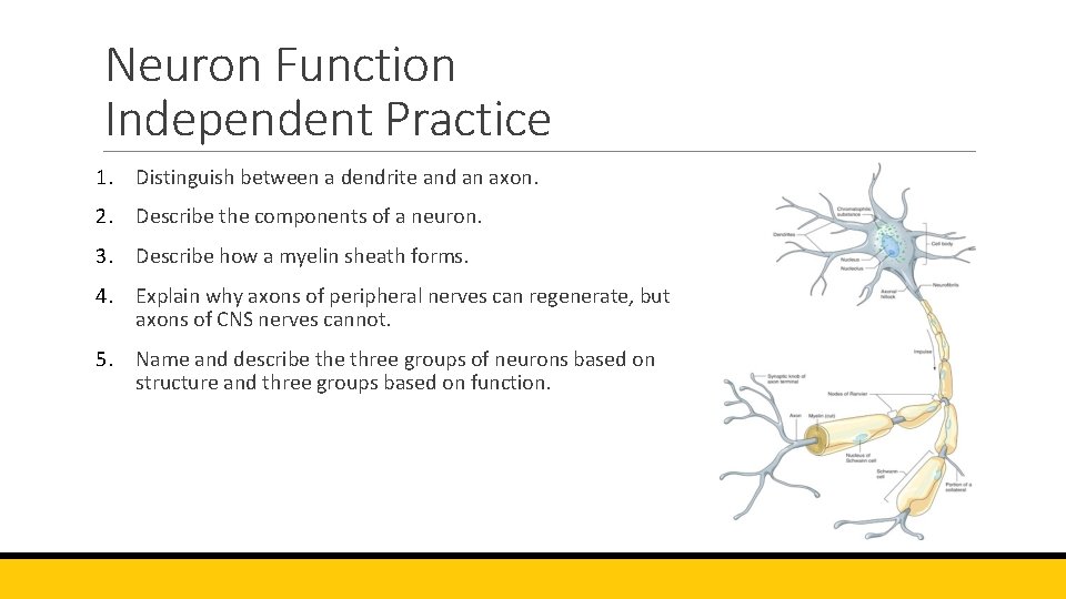 Neuron Function Independent Practice 1. Distinguish between a dendrite and an axon. 2. Describe