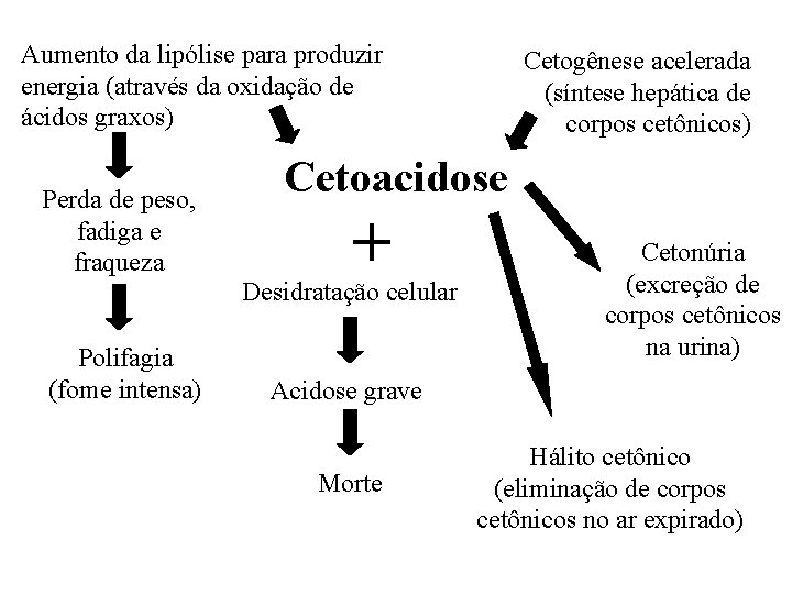 Aumento da lipólise para produzir energia (através da oxidação de ácidos graxos) Perda de