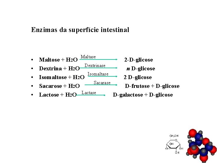 Enzimas da superfície intestinal • • • Maltase Maltose + H 2 O 2