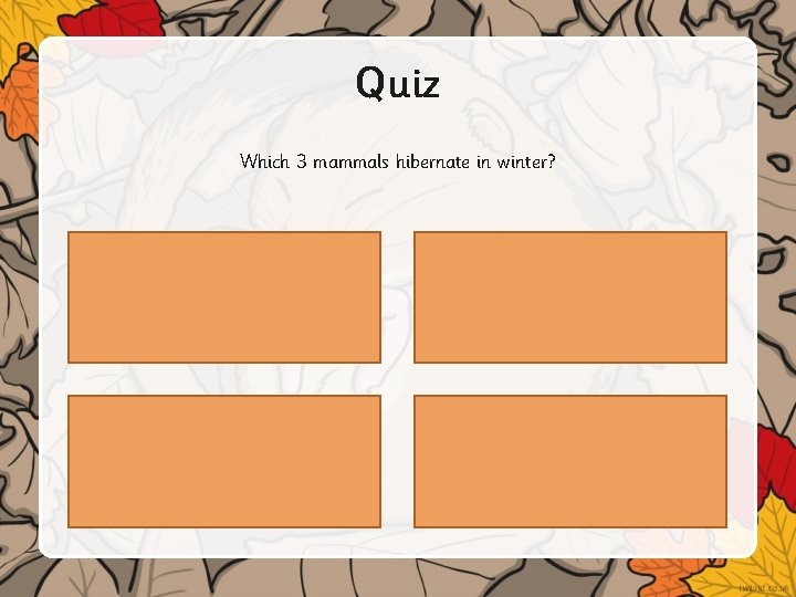 Quiz Which 3 mammals hibernate in winter? 