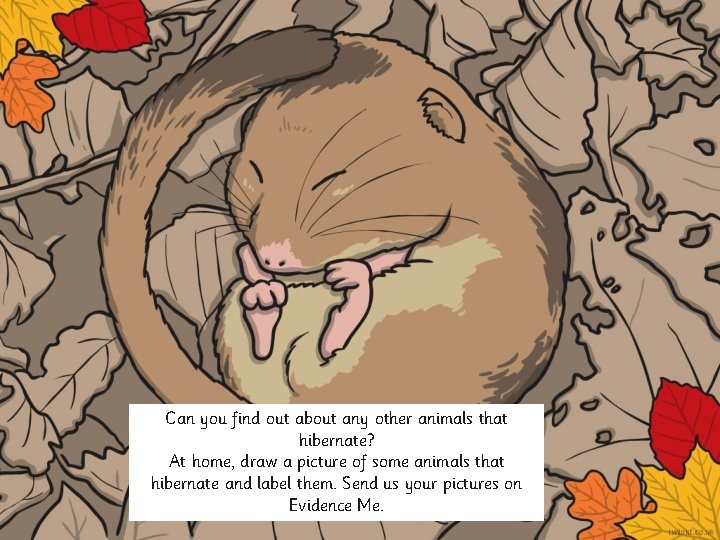 Can you find out about any other animals that hibernate? At home, draw a