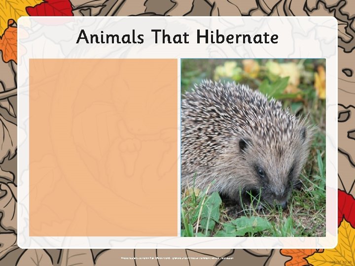 Animals That Hibernate Insert text or illustrations here. Photo courtesy of Karen Roe (@flickr.