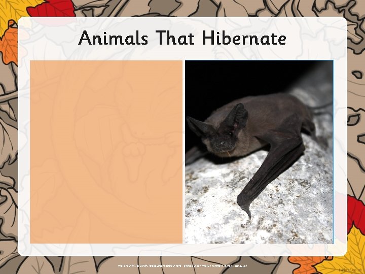 Animals That Hibernate Insert text or illustrations here. Photo courtesy of USFWS Headquarters. (@flickr.