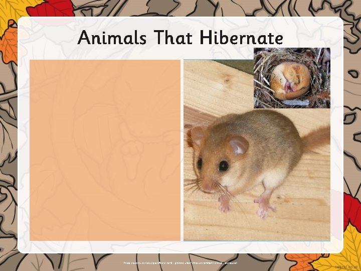 Animals That Hibernate Insert text or illustrations here. Photo courtesy of nociveglia (@flickr. com)