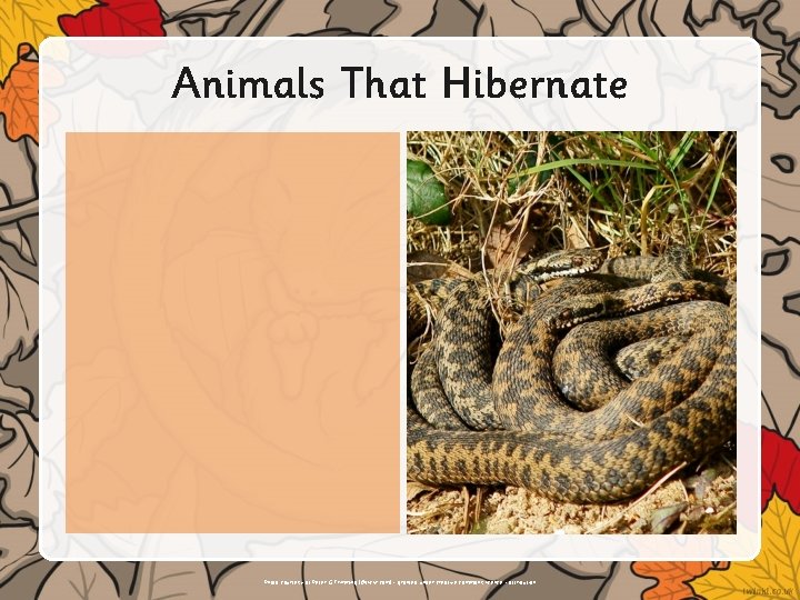Animals That Hibernate Insert text or illustrations here. Photo courtesy of Peter G Trimming