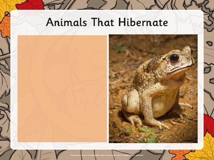 Animals That Hibernate Insert text or illustrations here. Photo courtesy of Peter G Trimming