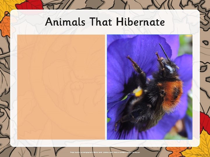 Animals That Hibernate Insert text or illustrations here. Photo courtesy of orangeaurochs (@flickr. com)