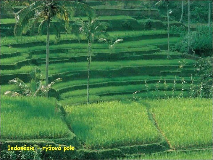 Indonésie – rýžová pole 