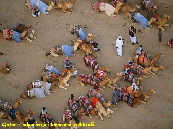 Qatar – odpočívající karavana velbloudů 
