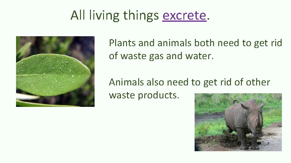 All living things excrete. Plants and animals both need to get rid of waste