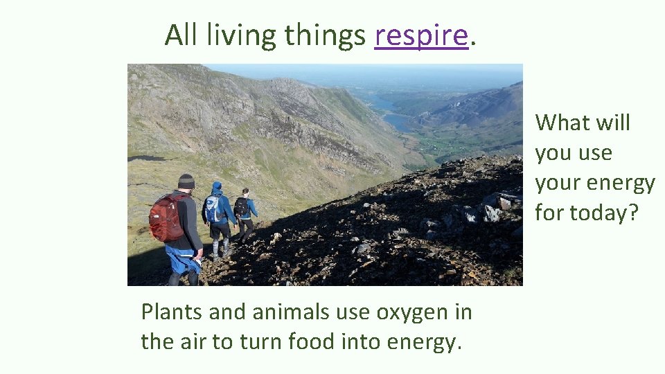 All living things respire. What will you use your energy for today? Plants and
