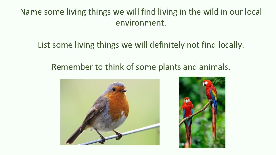Name some living things we will find living in the wild in our local
