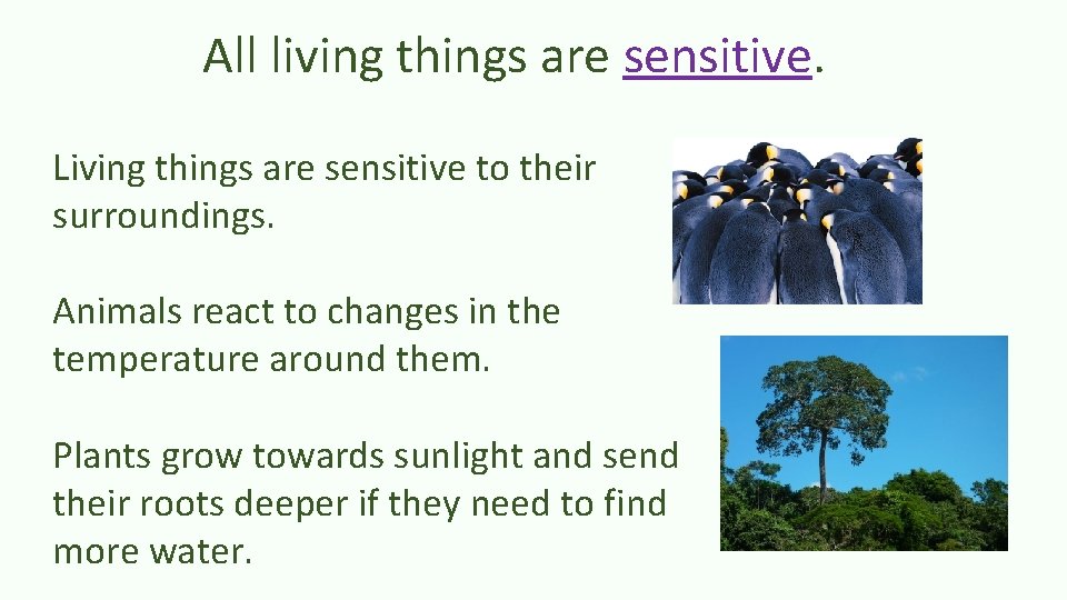 All living things are sensitive. Living things are sensitive to their surroundings. Animals react