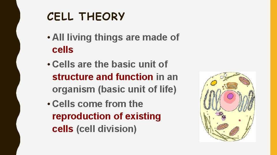 CELL THEORY • All living things are made of cells • Cells are the
