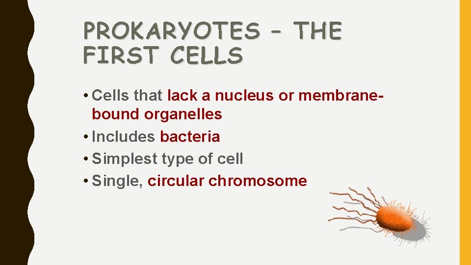 PROKARYOTES – THE FIRST CELLS • Cells that lack a nucleus or membranebound organelles