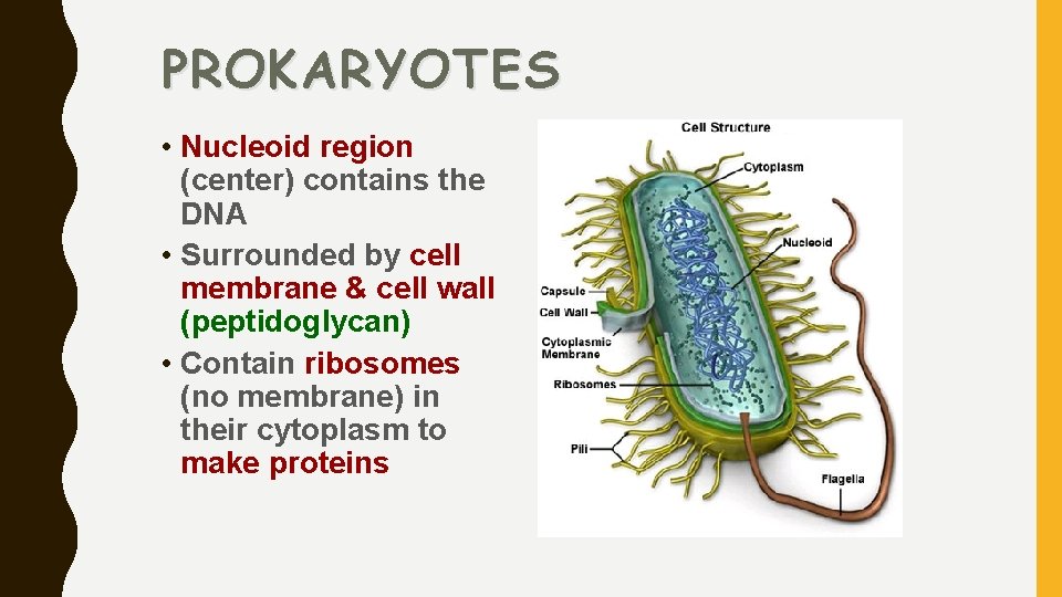 PROKARYOTES • Nucleoid region (center) contains the DNA • Surrounded by cell membrane &