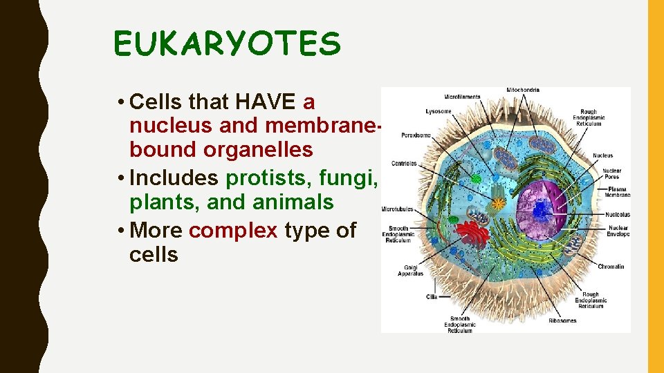 EUKARYOTES • Cells that HAVE a nucleus and membranebound organelles • Includes protists, fungi,