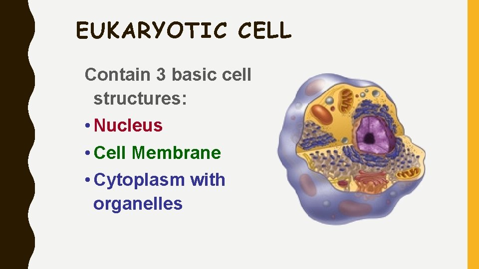EUKARYOTIC CELL Contain 3 basic cell structures: • Nucleus • Cell Membrane • Cytoplasm