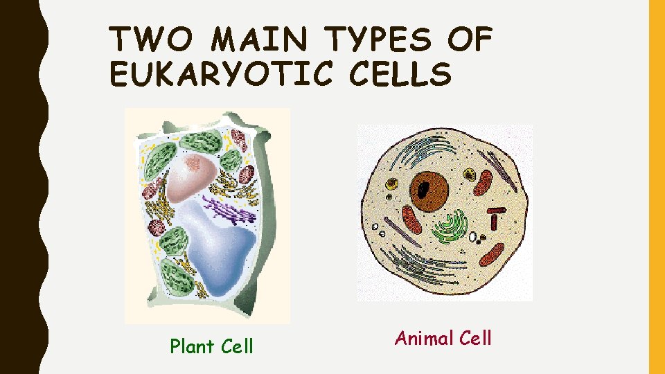 TWO MAIN TYPES OF EUKARYOTIC CELLS Plant Cell Animal Cell 
