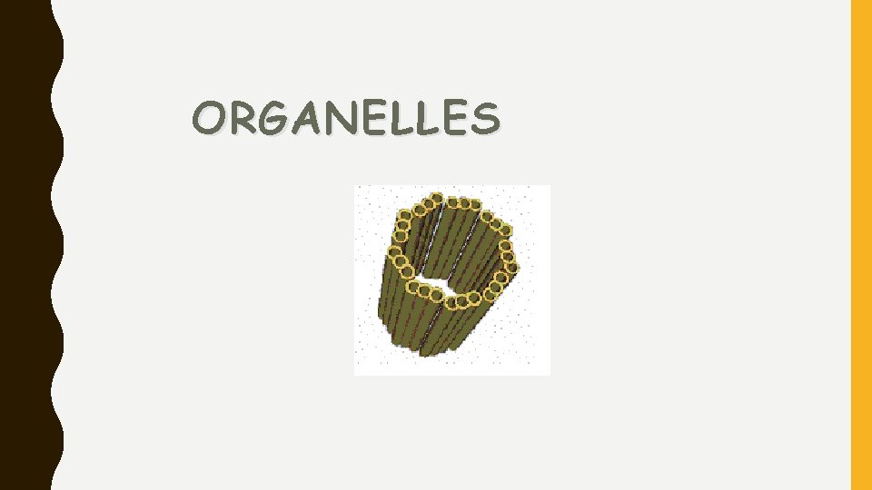 ORGANELLES 