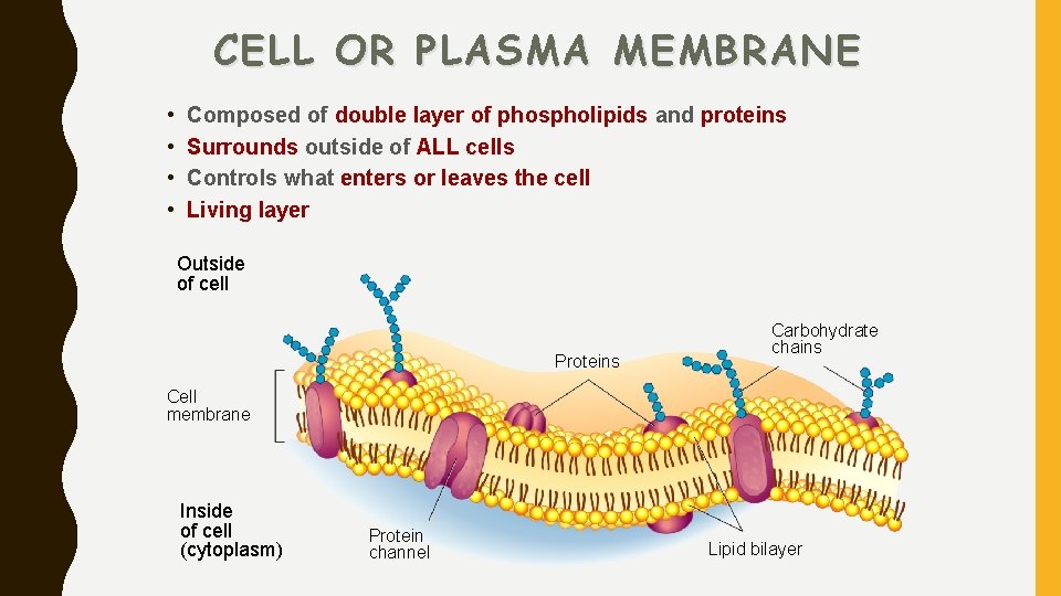 CELL OR PLASMA MEMBRANE • • Composed of double layer of phospholipids and proteins