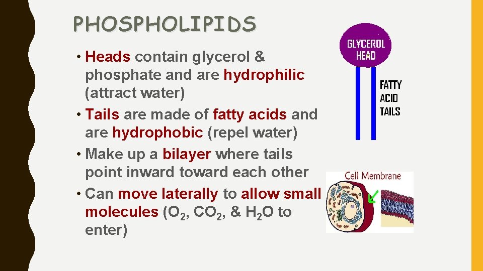 PHOSPHOLIPIDS • Heads contain glycerol & phosphate and are hydrophilic (attract water) • Tails