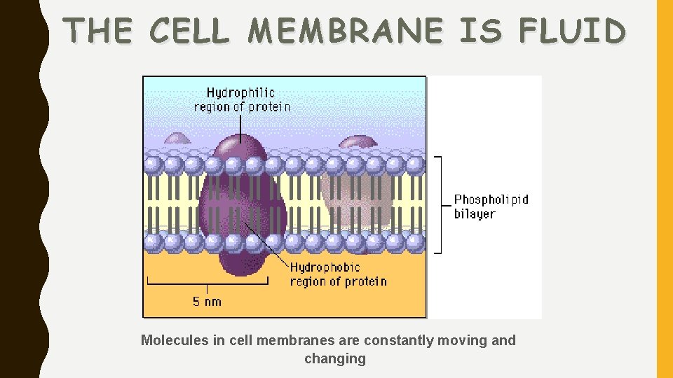 THE CELL MEMBRANE IS FLUID Molecules in cell membranes are constantly moving and changing