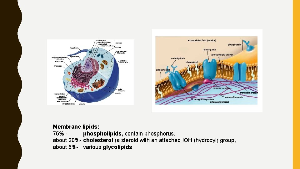 Membrane lipids: 75% phospholipids, contain phosphorus. about 20%- cholesterol (a steroid with an attached