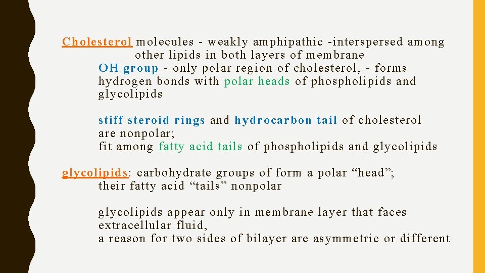 Cholesterol molecules - weakly amphipathic -interspersed among other lipids in both layers of membrane