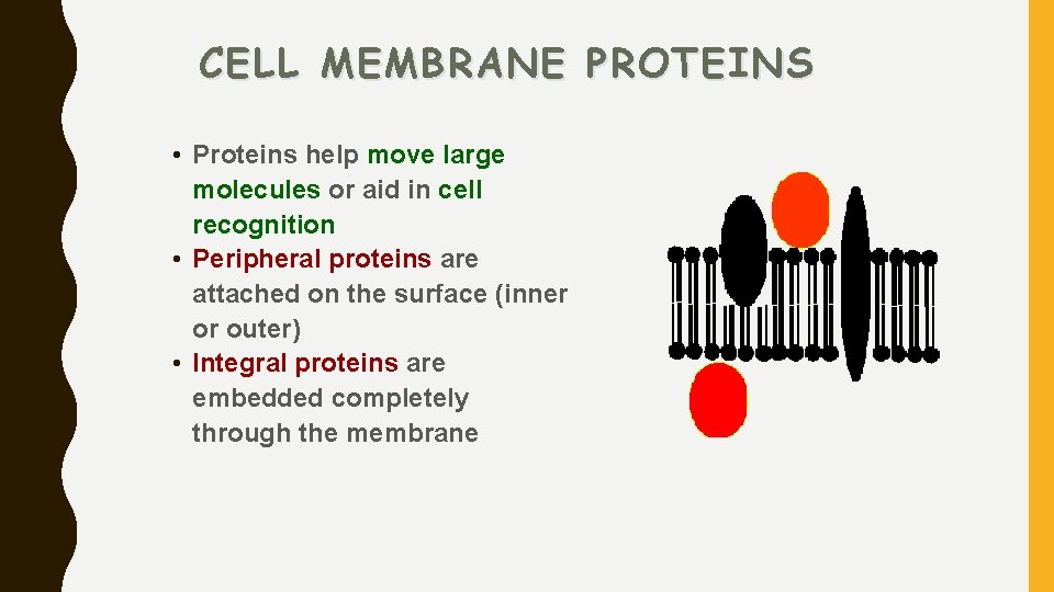 CELL MEMBRANE PROTEINS • Proteins help move large molecules or aid in cell recognition
