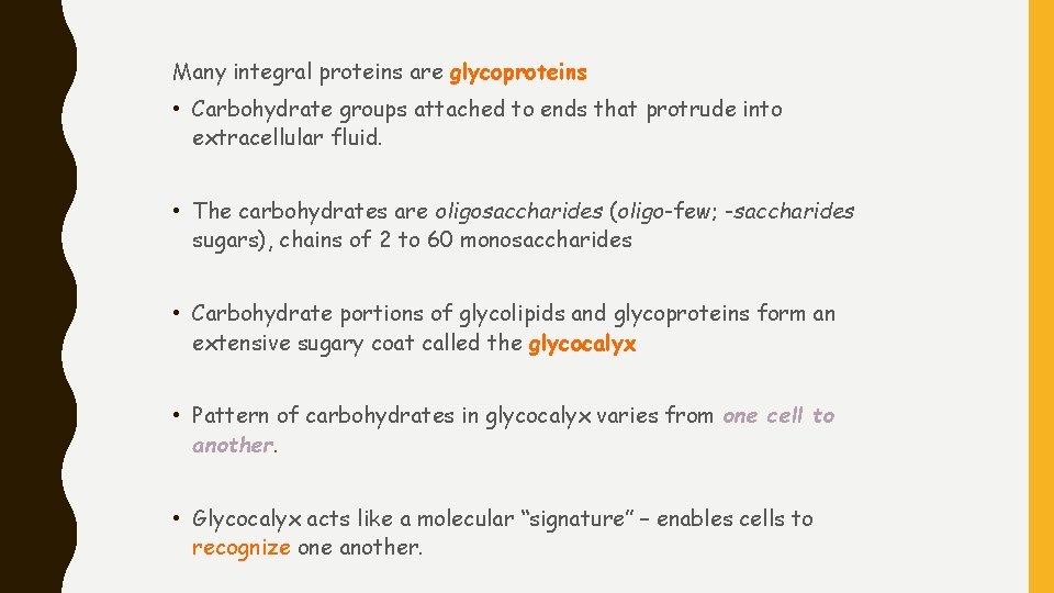 Many integral proteins are glycoproteins • Carbohydrate groups attached to ends that protrude into