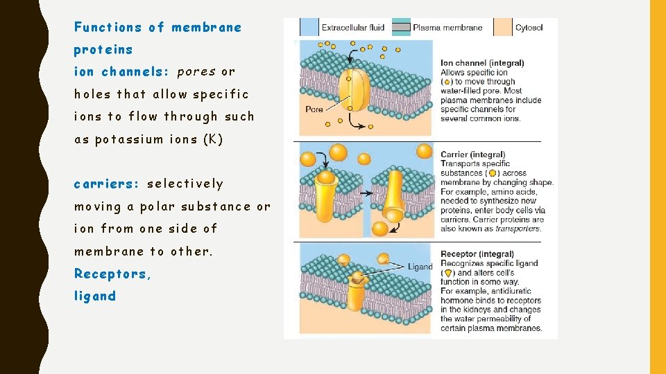 Functions of membrane proteins ion channels: pores or holes that allow specific ions to