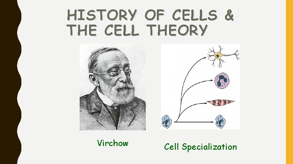 HISTORY THE CELL Virchow OF CELLS & THEORY Cell Specialization 