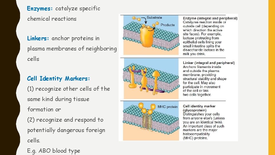 Enzymes: catalyze specific chemical reactions Linkers: anchor proteins in plasma membranes of neighboring cells