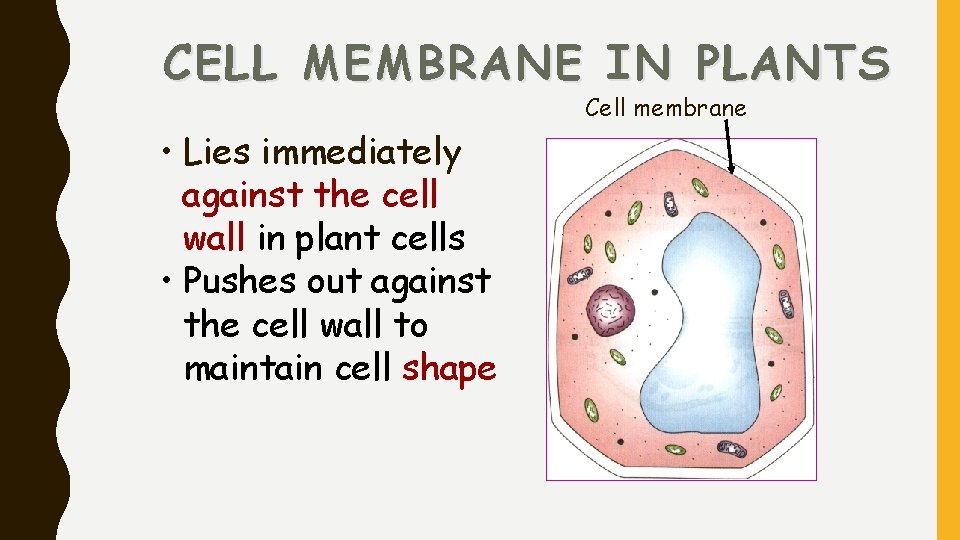 CELL MEMBRANE IN PLANTS Cell membrane • Lies immediately against the cell wall in