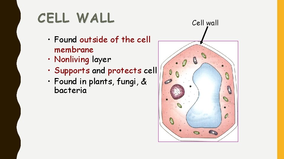 CELL WALL • Found outside of the cell membrane • Nonliving layer • Supports