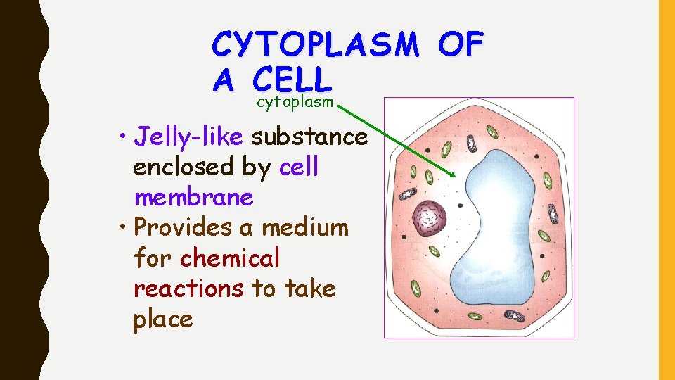 CYTOPLASM OF A CELL cytoplasm • Jelly-like substance enclosed by cell membrane • Provides