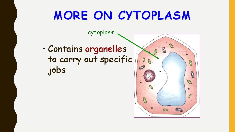MORE ON CYTOPLASM cytoplasm • Contains organelles to carry out specific jobs 