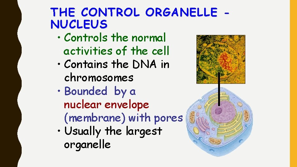 THE CONTROL ORGANELLE NUCLEUS • Controls the normal activities of the cell • Contains