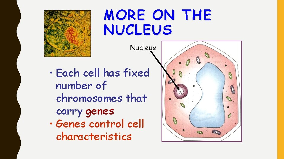 MORE ON THE NUCLEUS Nucleus • Each cell has fixed number of chromosomes that