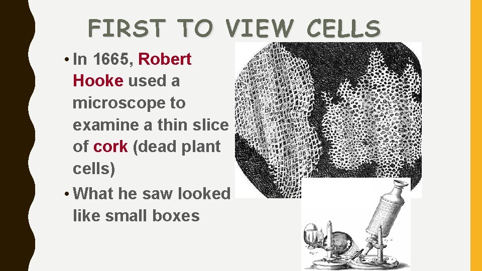 FIRST TO VIEW CELLS • In 1665, Robert Hooke used a microscope to examine