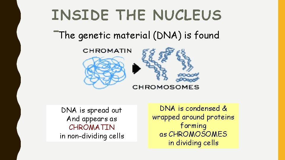INSIDE THE NUCLEUS -The genetic material (DNA) is found DNA is spread out And