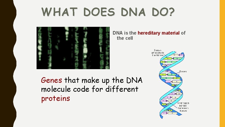 WHAT DOES DNA DO? DNA is the hereditary material of the cell Genes that