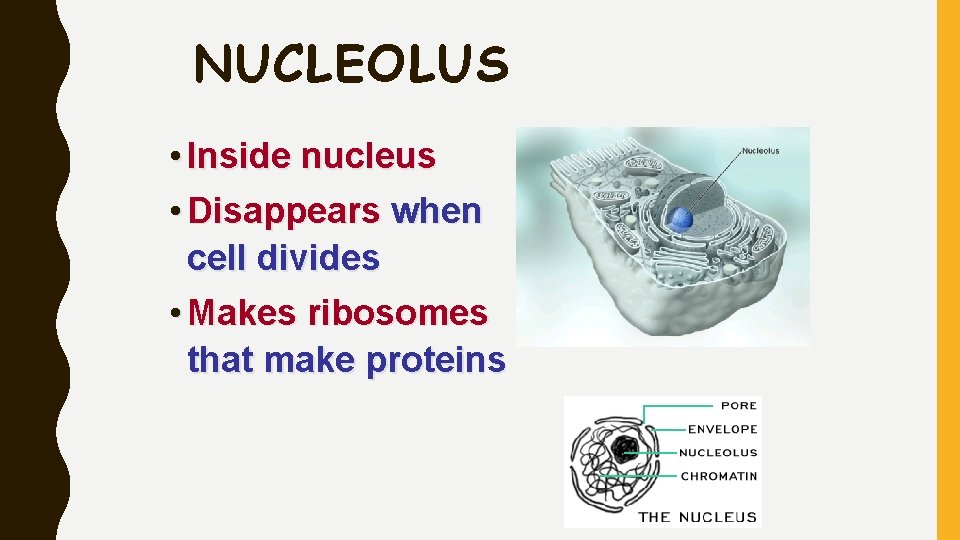 NUCLEOLUS • Inside nucleus • Disappears when cell divides • Makes ribosomes that make